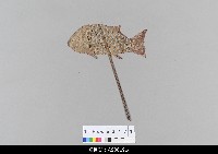 藏品(泰國小檯皮影戲偶)的圖片